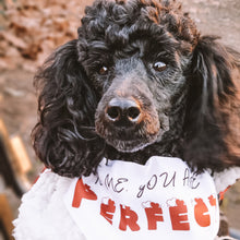 Load image into Gallery viewer, Small mini poodle dog wearing medium sized Love actually inspired dog bandana with adjustable belt buckle, white with red and black writing reads "To me you are perfect"