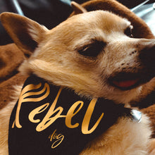 Load image into Gallery viewer, Small dog sleeping and wearing medium sized black dog bandana with yellow writing which read "Rebel dog" inspired by star wars