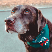 Load image into Gallery viewer, Labrador in a park wearing medium sized cute dog fashion bandana with adjustable buckle strap green with yellow and red writing reads &quot;I like you very much just as you are&quot;.
