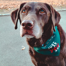 Load image into Gallery viewer, Labrador dog in park looking up wearing medium dog collar Bandana inspired by romantic comedy genre with adjustable buckle strap green with yellow and red writing reads &quot;I like you very much just as you are&quot;
