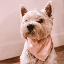 Load image into Gallery viewer, small dog wearing Jurassic park inspired dog bandana with adjustable belt buckle collar, pink colored with white writing which reads &quot;I eat man&quot;
